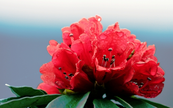 雨后杜鹃花