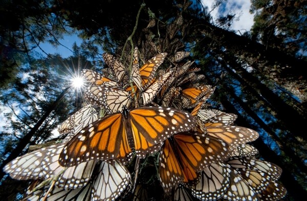 百万黑脉金斑蝶迁徙回巢图片