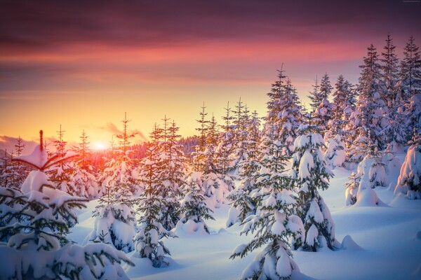 阳光下雪松风景风景图片