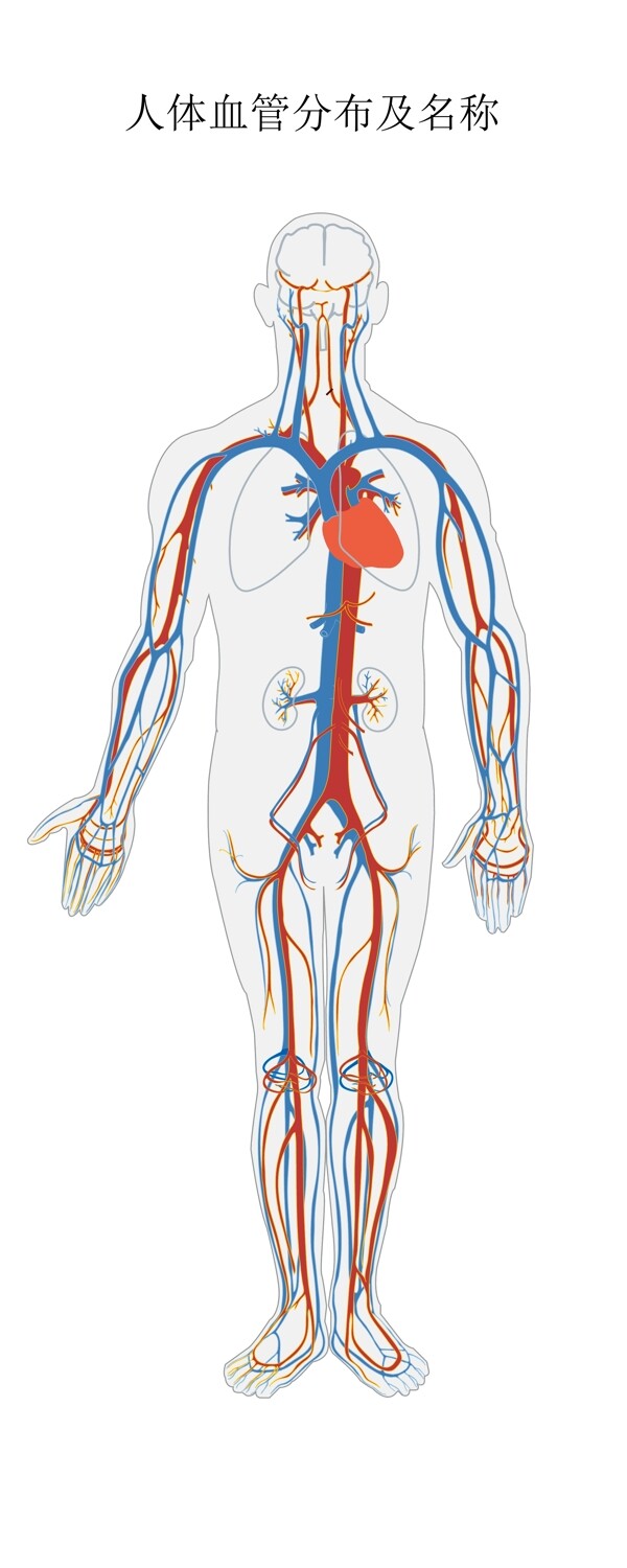 人体血管分布结构图图片