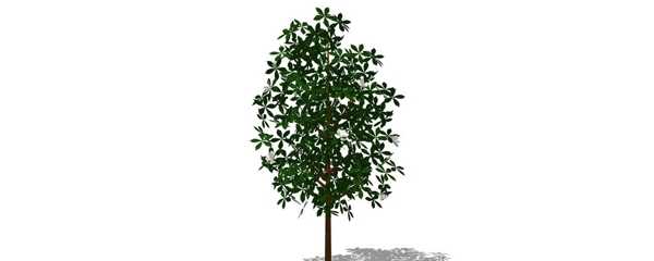 木棉花树图片