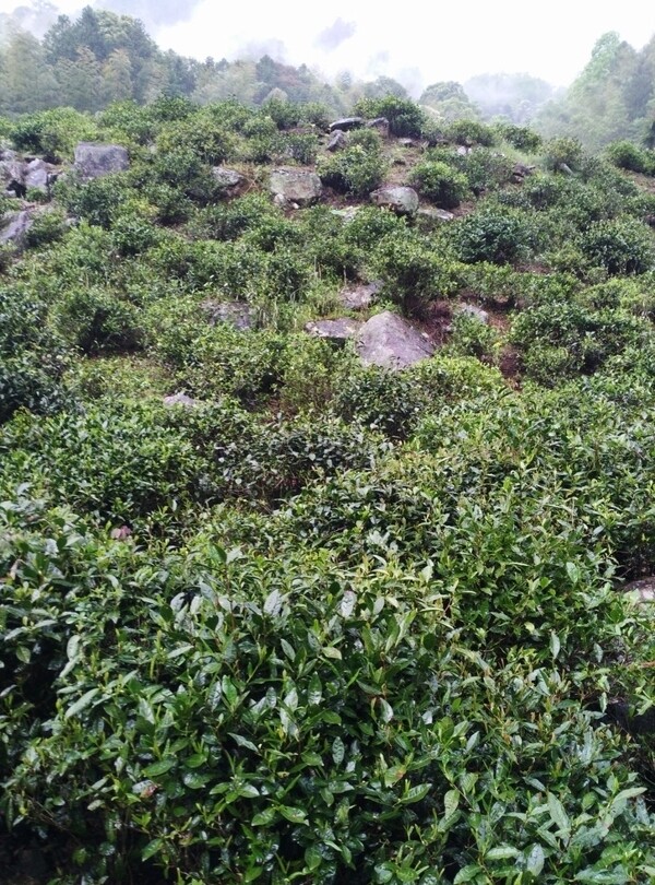 茶树生长环境图片