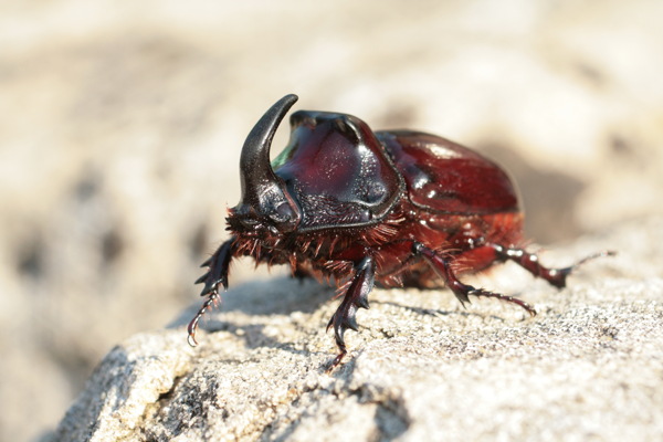 高清犀牛甲虫图片