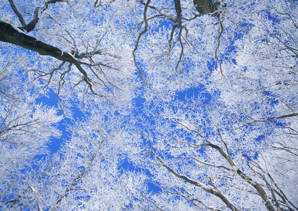 奥林匹克公园雪景图片