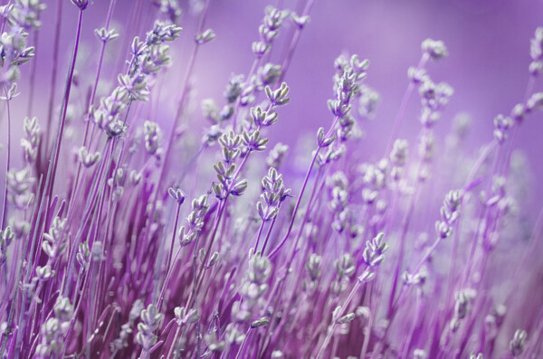 紫色花草背景图片
