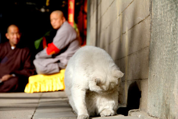 寺院里的猫图片