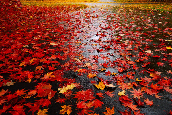 秋季红色枫叶铺地图片高清背景