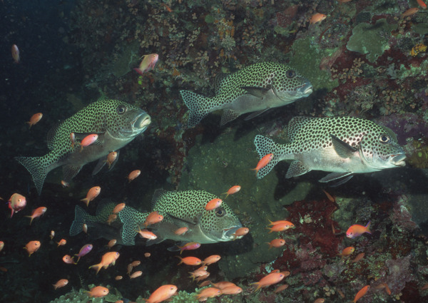 海洋生物