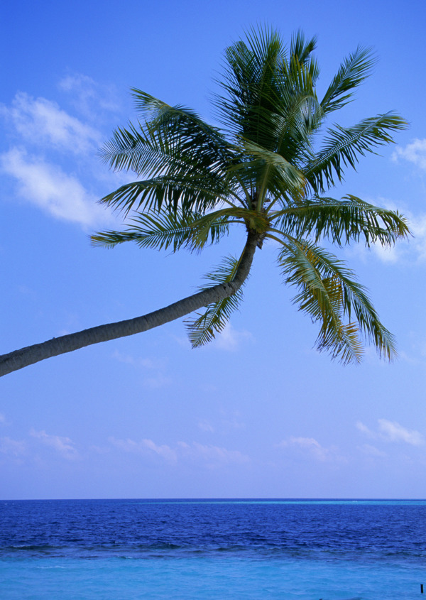 椰子树大海图片