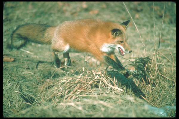 捕食的狐狸