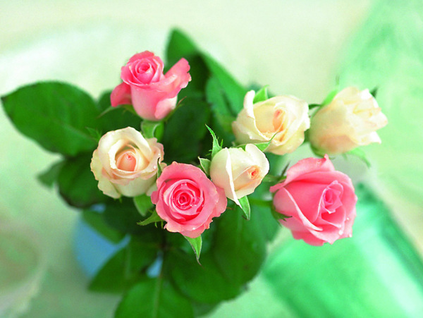 鲜艳玫瑰插花图片