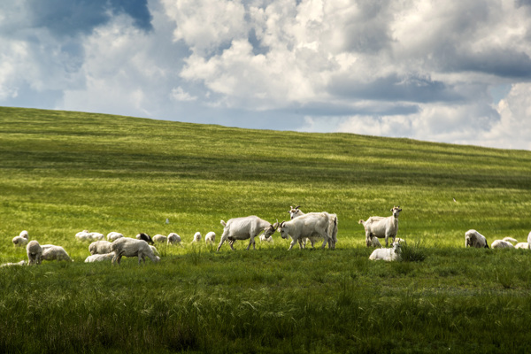 白云下的羊群图片