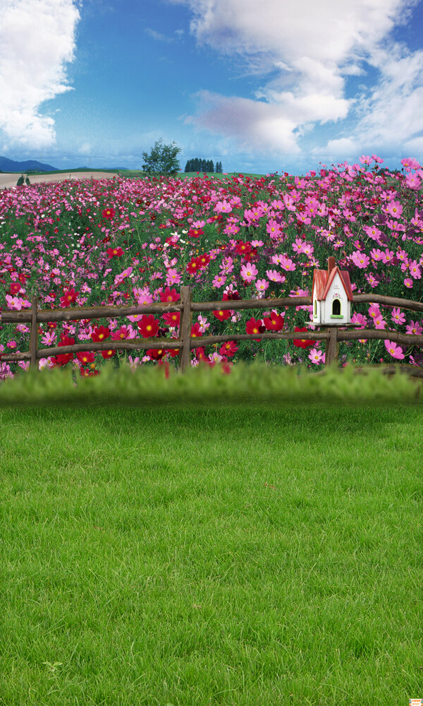 蓝天花朵草地背景图