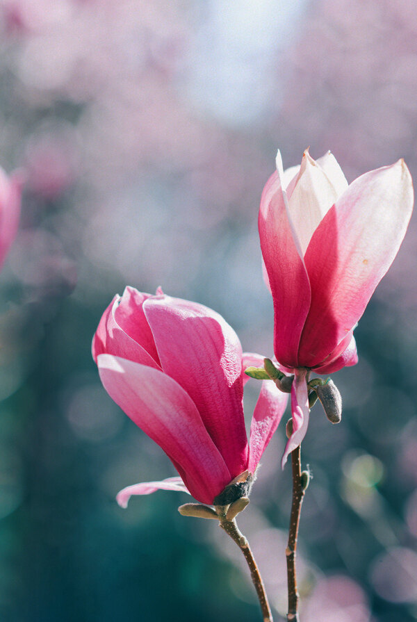 粉色的春天色调玉兰花开