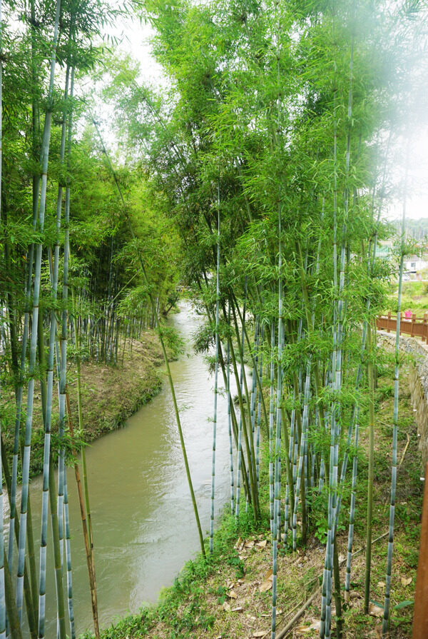 竹子小溪