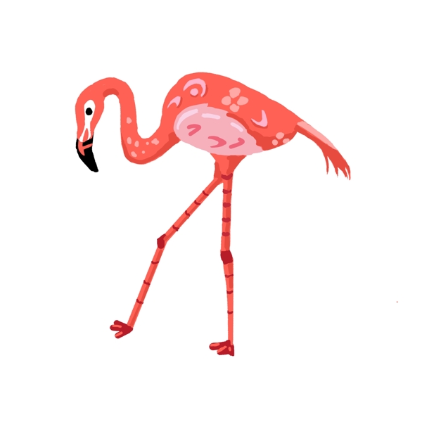 红色动物火烈鸟