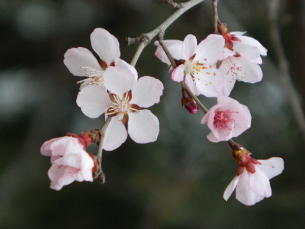 桃花图片