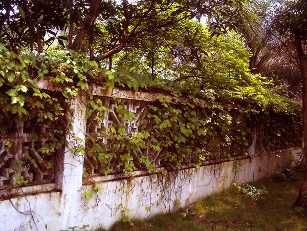 绿树围墙