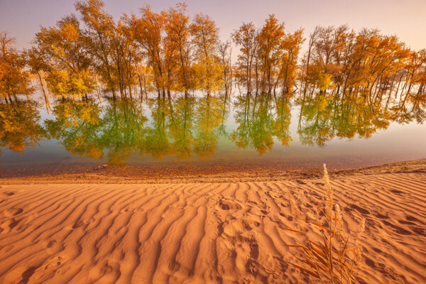 沙漠胡杨湖水图片