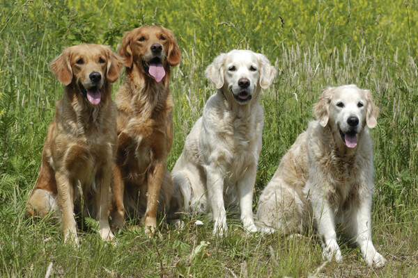 立在草地上的四只宠物狗