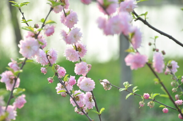 花朵图片