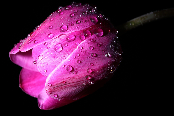 带水珠的玫红花朵图片