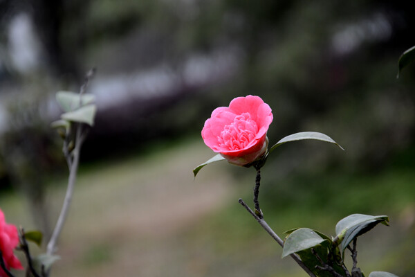 茶花图片