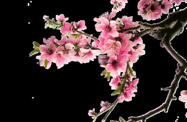 手绘粉色桃树元素