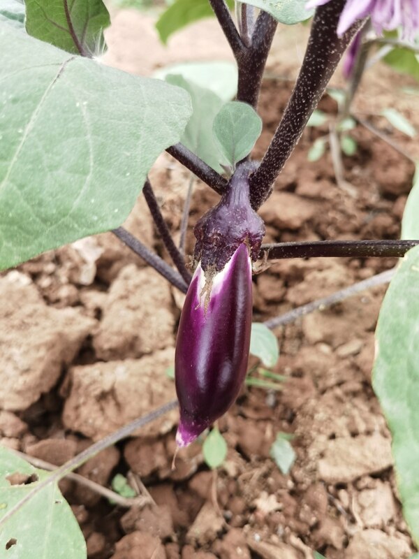 茄子秧茄子苗紫色紫茄子