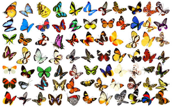 各种颜色的蝴蝶图片大全PSD分层