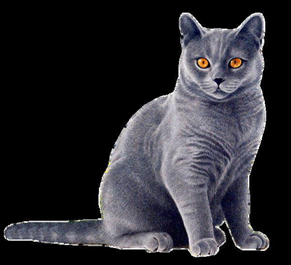 蓝色毛发的猫免抠png透明素材