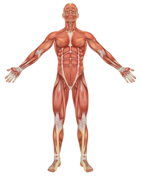 人体肌肉结构图片