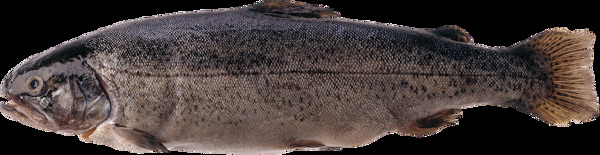 深色的鱼类图片免抠png透明图层素材