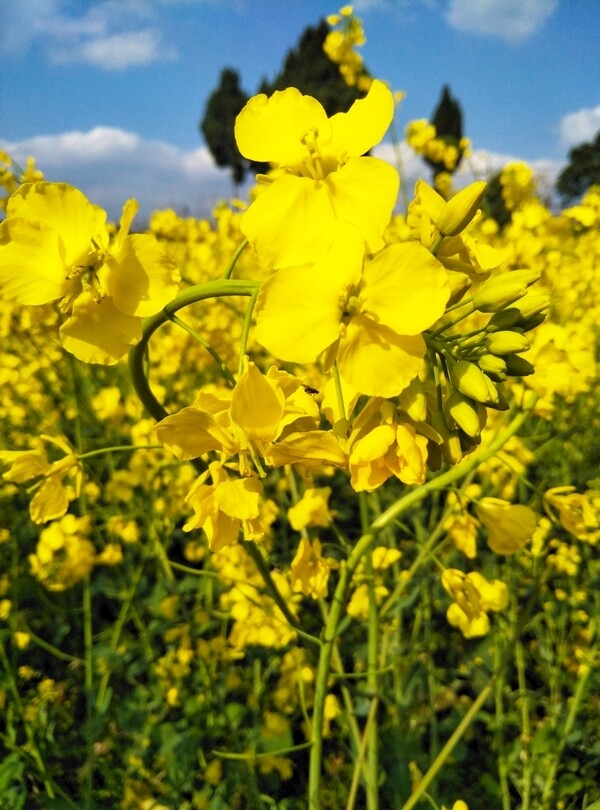 油菜花