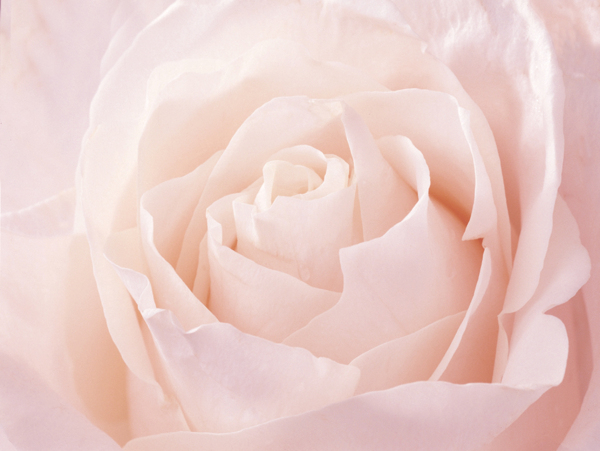 情人节清新粉玫瑰图片