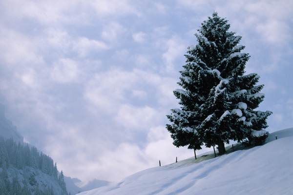雪地里屹立的松树图片