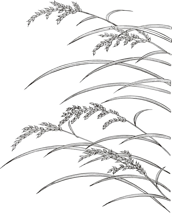 水稻线稿图片