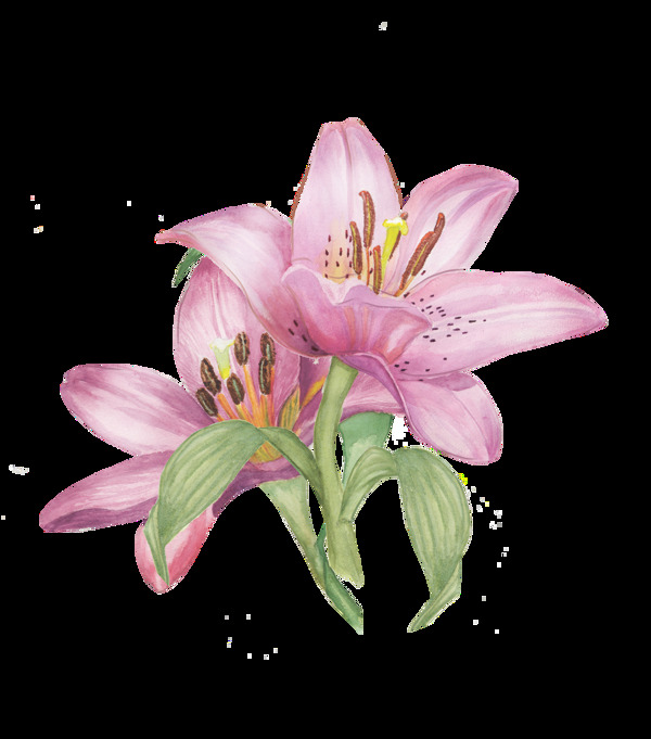 粉色系绽放花卉透明素材