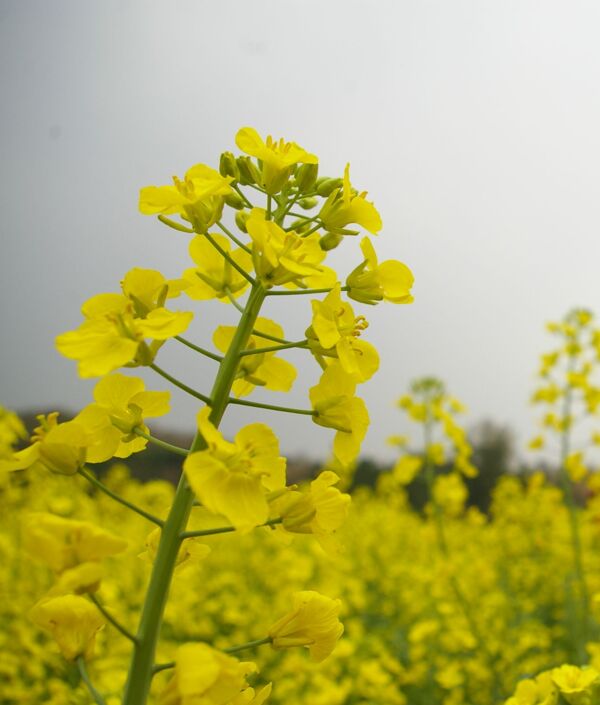 油菜花哟