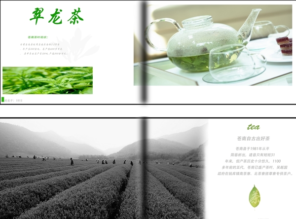 茶叶翠龙茶宣传册