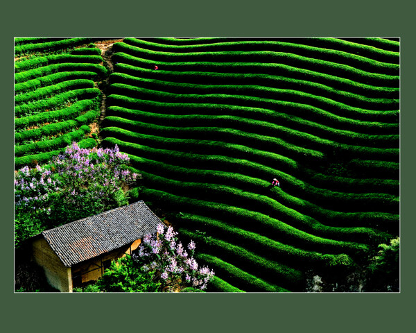 茶山图片