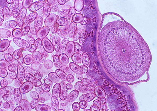 紫色细胞图案