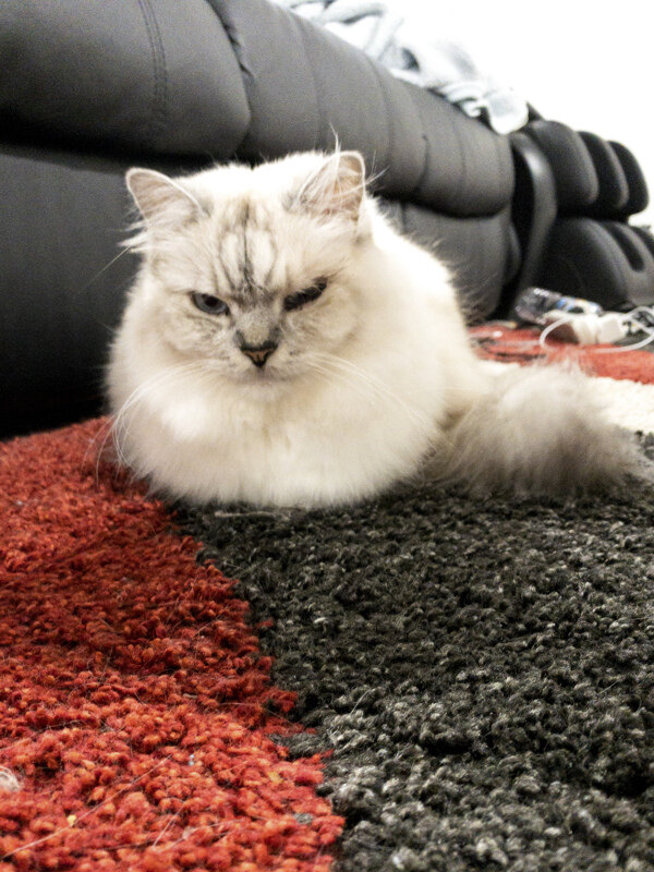 窝在地毯上像球的布偶猫1