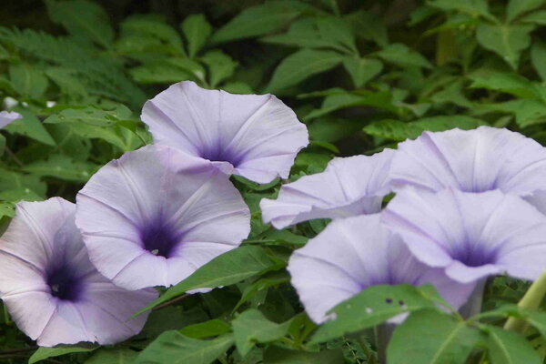 高清紫色喇叭花图片