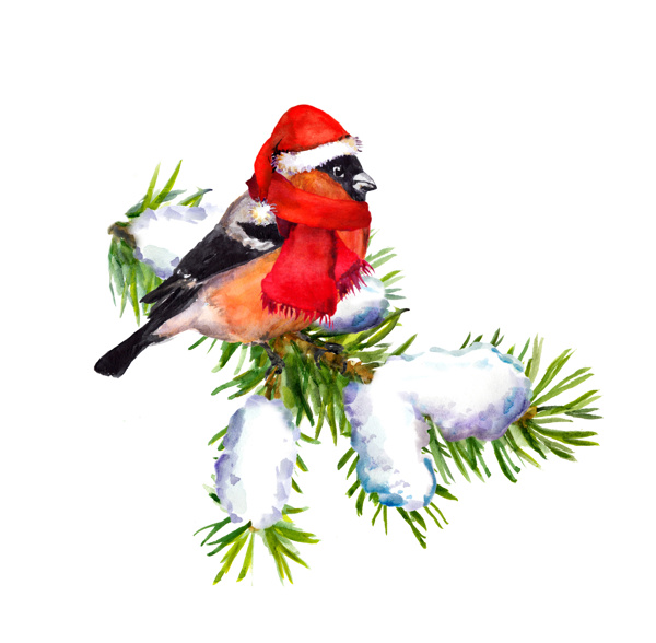 看雪景的圣诞小鸟图片