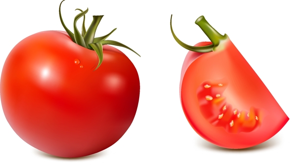 新鲜有机西红柿矢量图