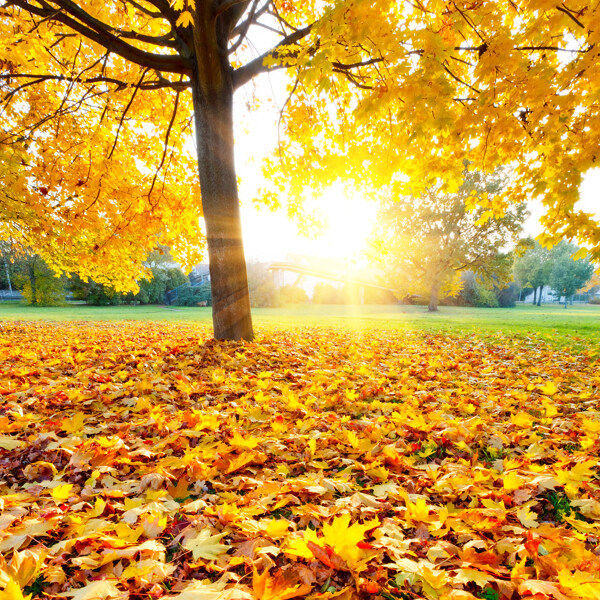 秋天树木树叶阳光风景