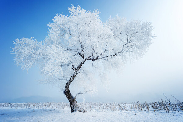 雪景图片