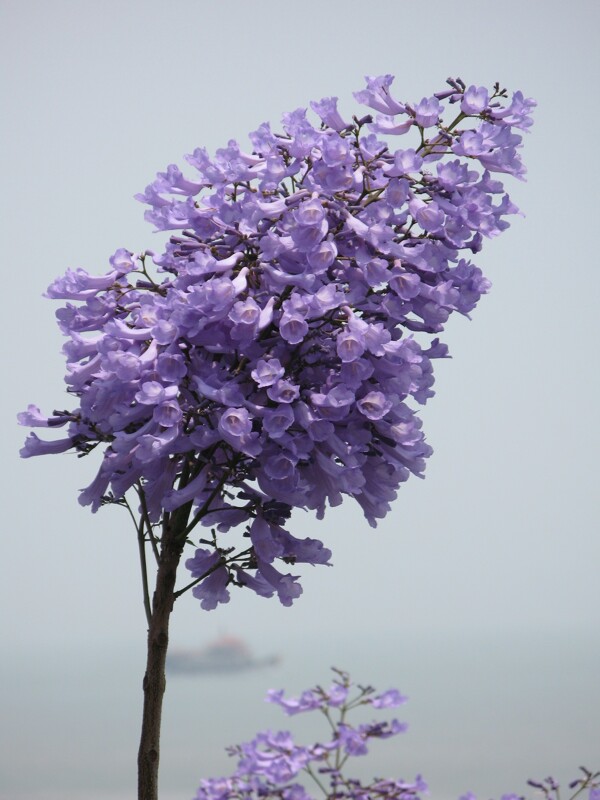 蓝花楹图片