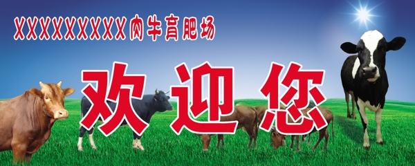 肉牛育肥场欢迎您图片